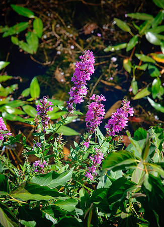 DSC_6924.jpg