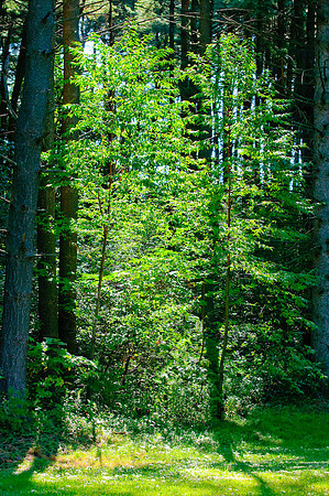 DSC_6907.jpg
