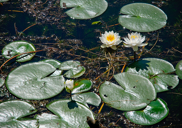 DSC_7049.jpg