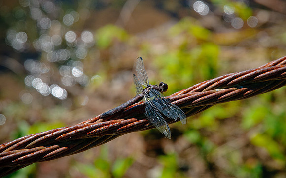 DSC_7047.jpg