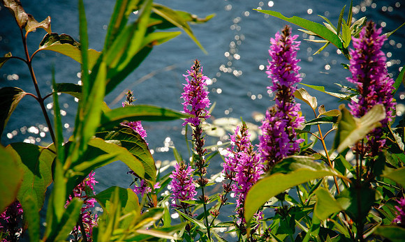 DSC_6963.jpg