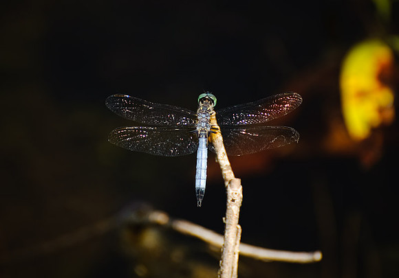 700_3845.jpg