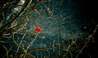 D7K_3934.jpg