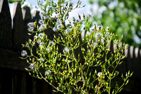 D7K_4204.jpg
