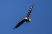 Local Wildlife 3/30/24