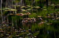 Ashley Reservoir - October 31, 2024