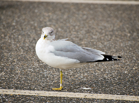 DSC_8459.jpg