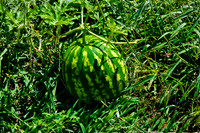 D7K_4200.jpg