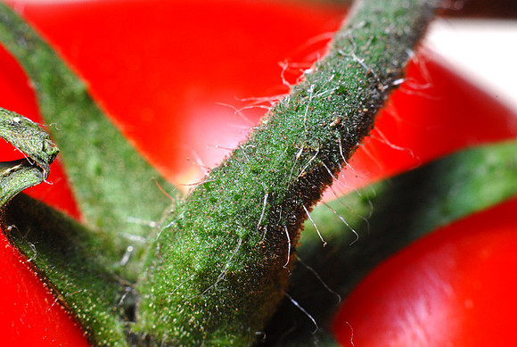 Macro PB.jpg