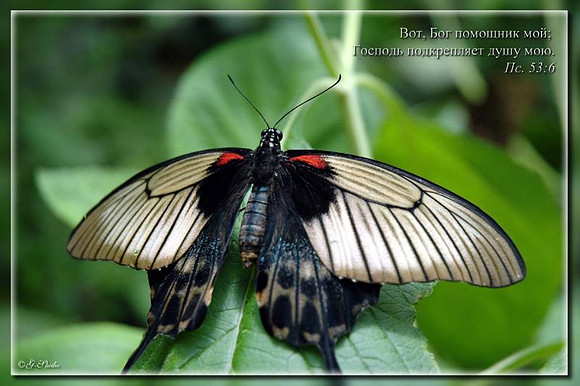 Butterfly